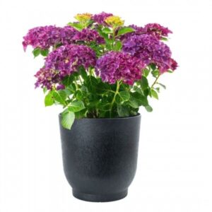 Vazonas Flamenco 52×555 cm juodas  patvarus ir modernus