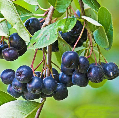 AroniaczarnaOwocaroniiBEZCUKRUsuszCERTYFIKATMysticGarden1kgStanopakowaniaoryginalne belsilt Džiovintos aronijų uogos be pridėtinio cukraus 1 kg MysticGarden