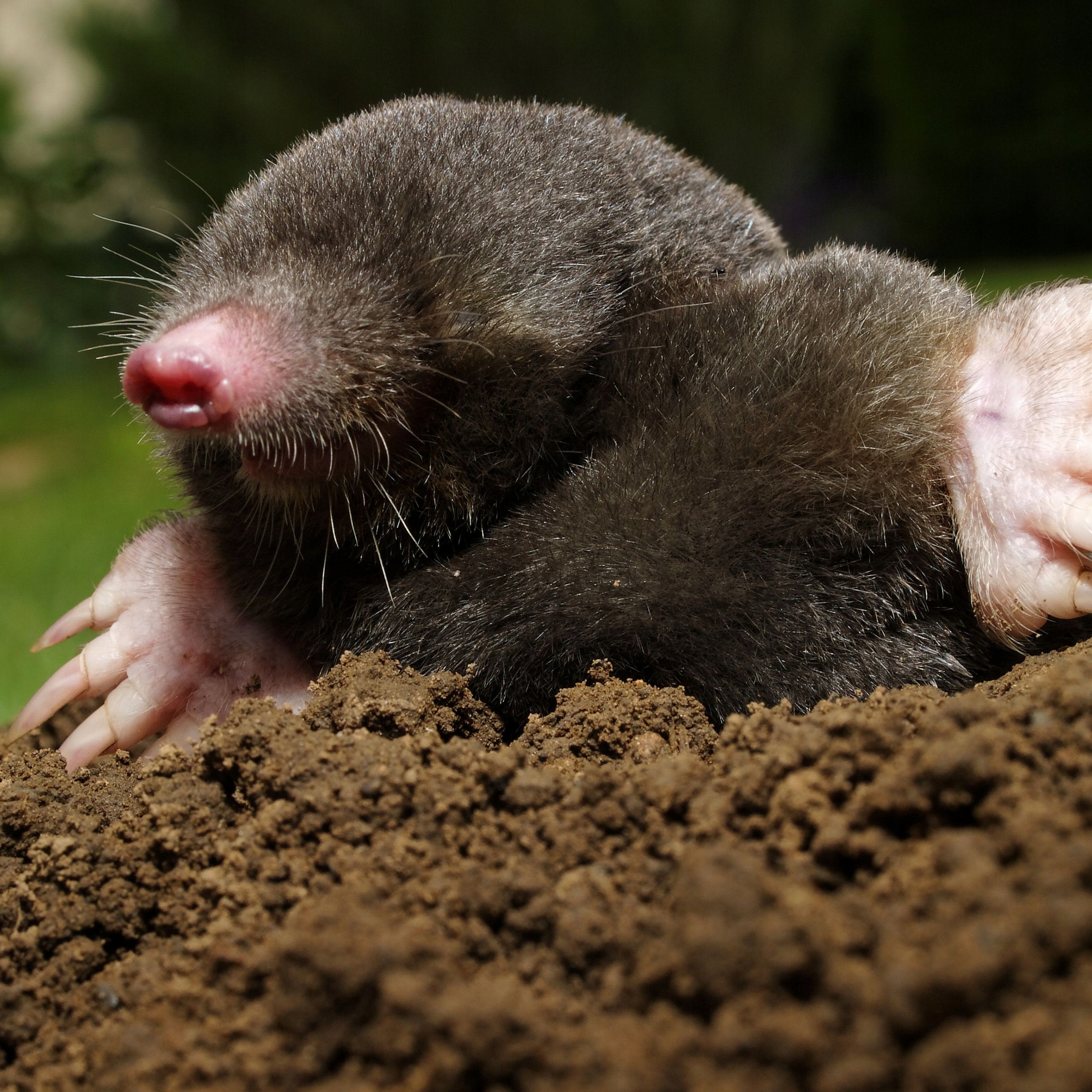 BrosKarbidGranulowanyOdstraszaczNaKrety2KgKodproducenta387 belsilt BROS granuliuotas karbidas nuo kurmių 2 kg