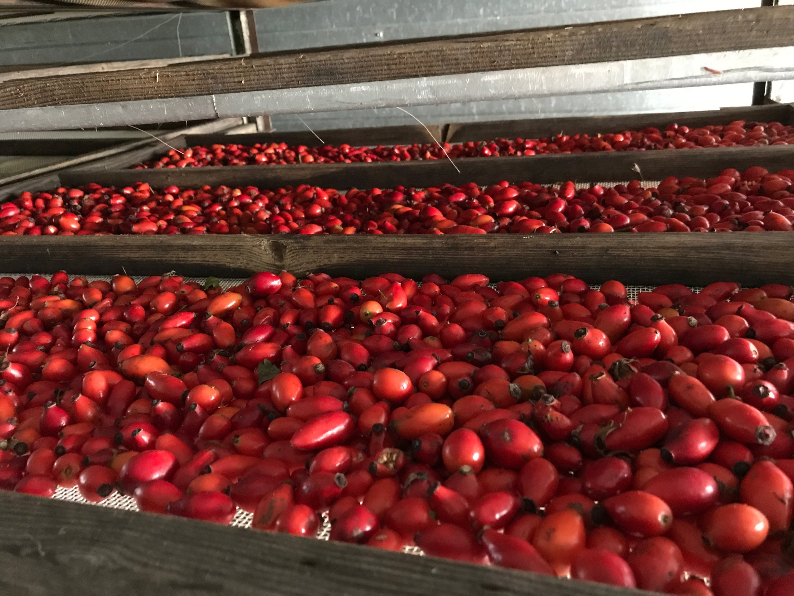 DzikaRozaSkorkiOwoceDzikiejRozyRosacanina1KGPodstawowyskladnikdzikaroza belsilt Džiovintos erškėtuogių žievelės 1 kg