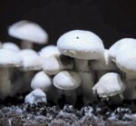 GrzybniaPIECZARKABIALA10kgdomowauprawa belsilt Baltųjų pievagrybių auginimo rinkinys 10 kg namams