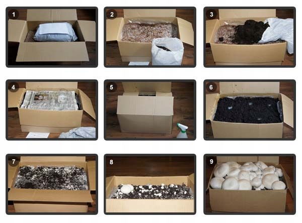 GrzybniaPIECZARKABIALA10kgdomowauprawaPostacwcalosci belsilt Baltųjų pievagrybių auginimo rinkinys 10 kg namams