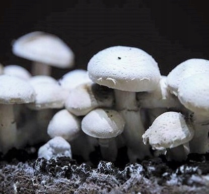 GrzybniaPIECZARKABIALA10kgdomowauprawa belsilt Baltųjų pievagrybių auginimo rinkinys 10 kg namams