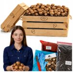Rudųjų pievagrybių auginimo rinkinys 6 kg medinėje dėžutėje