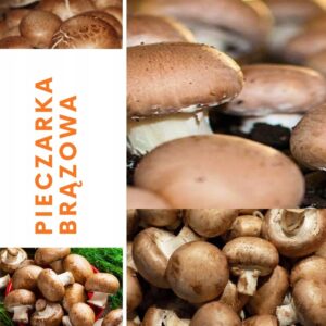 GrzybniaPieczarkibrazowej10kgZestawdodomowejuprawy belsilt Rudųjų pievagrybių auginimo rinkinys 10 kg namams