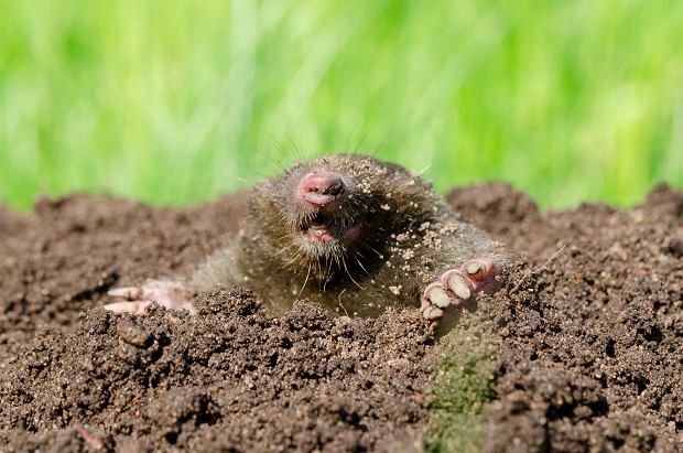 KARBIDNAKRETYNORNICEODSTRASZACZGRANULAT1kgSRODEKDONOROGRODOWYKodproducentakarbit1kg belsilt Granuliuotas karbidas nuo kurmių ir pelėnų 1 kg