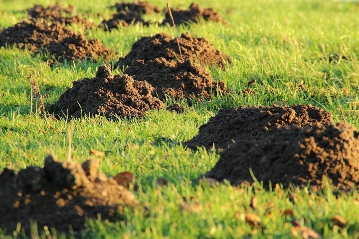 KARBIDNAKRETYNORNICEODSTRASZACZGRANULAT1kgSRODEKDONOROGRODOWYStanopakowaniaoryginalne belsilt Granuliuotas karbidas nuo kurmių ir pelėnų 1 kg