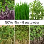 Nova Mini Bio mikrožalumynų rinkinys 6 daigykloms