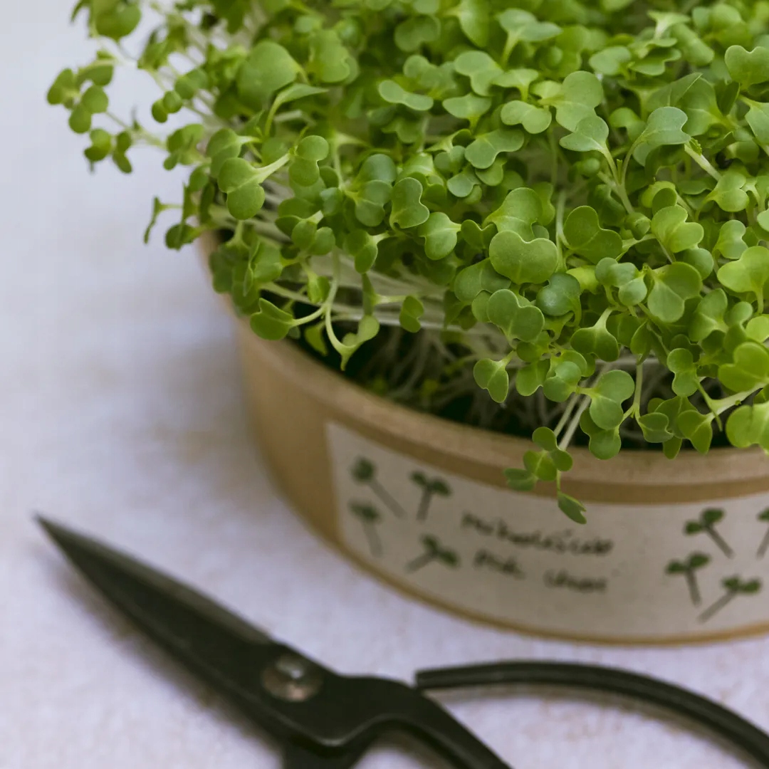 MicrogreensZestawdouprawymikroliscipakchoiFabrykaRozsadyRodzajroslinykapusta belsilt Pak choi mikrožalumynų auginimo rinkinys Fabryka Rozsady