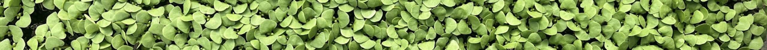 MicrogreensZestawdouprawymikroliscirzodkiewkiFabrykaRozsadyEANGTIN5907255084258 belsilt Ridikėlių mikrožalumynų auginimo rinkinys Fabryka Rozsady