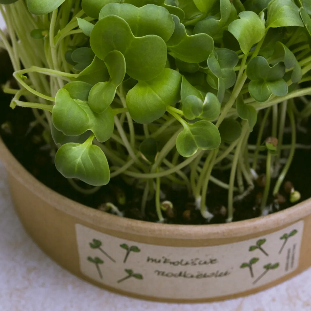 MicrogreensZestawdouprawymikroliscirzodkiewkiFabrykaRozsadyRodzajroslinyrzodkwieirzodkiewki belsilt Ridikėlių mikrožalumynų auginimo rinkinys Fabryka Rozsady