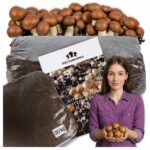 Rudųjų pievagrybių auginimo rinkinys 20 kg su paruoštu substratu 3 fazės substratas