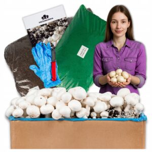 Baltųjų pievagrybių auginimo rinkinys 30 kg su instrukcija su papildomu priedu