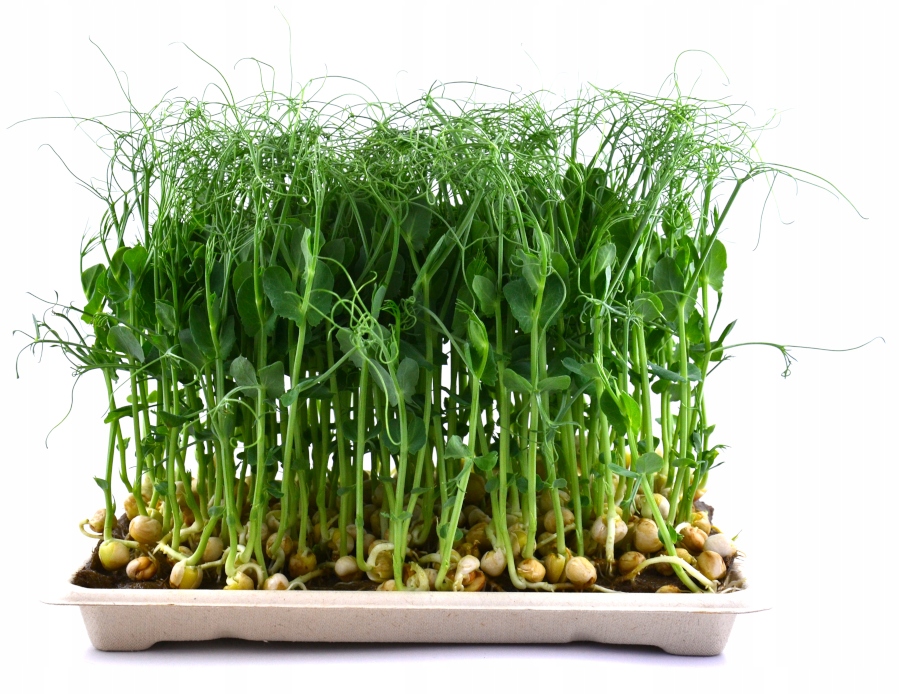 ZESTAWDOSAMODZIELNEJUPRAWYMIKROLISTKOWKIELKOWKodproducenta5904365232036 belsilt Mikrožalumynų ir daigų auginimo rinkinys namams