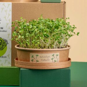 Brokolių mikrožalumynų sėklos Microgreens Fabryka Rozsady