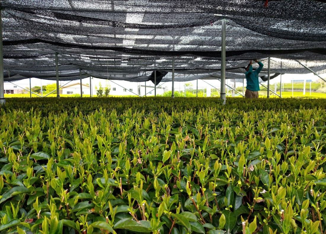 CertyfikowanaMatchaPremiumCeremonialna25gBIOLuksusowaOrganicznaMarkaRoyalBrand belsilt Japoniška matcha arbata ceremoninė premium prabangi ir bio 25 g