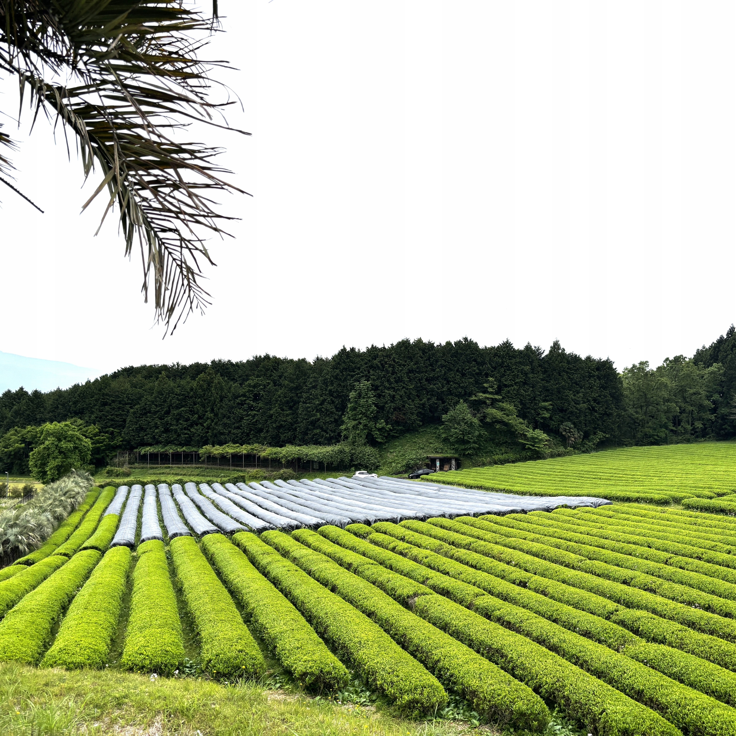 MatchaCeremonialnaJaponskaPremium100gCertyfikowanaPierwszyZbiorWaga100g belsilt Japoniška matcha arbata ceremoninė premium sertifikuota ir pirmojo derliaus 100 g