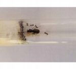 Lasius niger skruzdėlių kolonija formikariumui