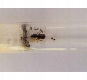 Lasius niger skruzdėlių kolonija formikariumui