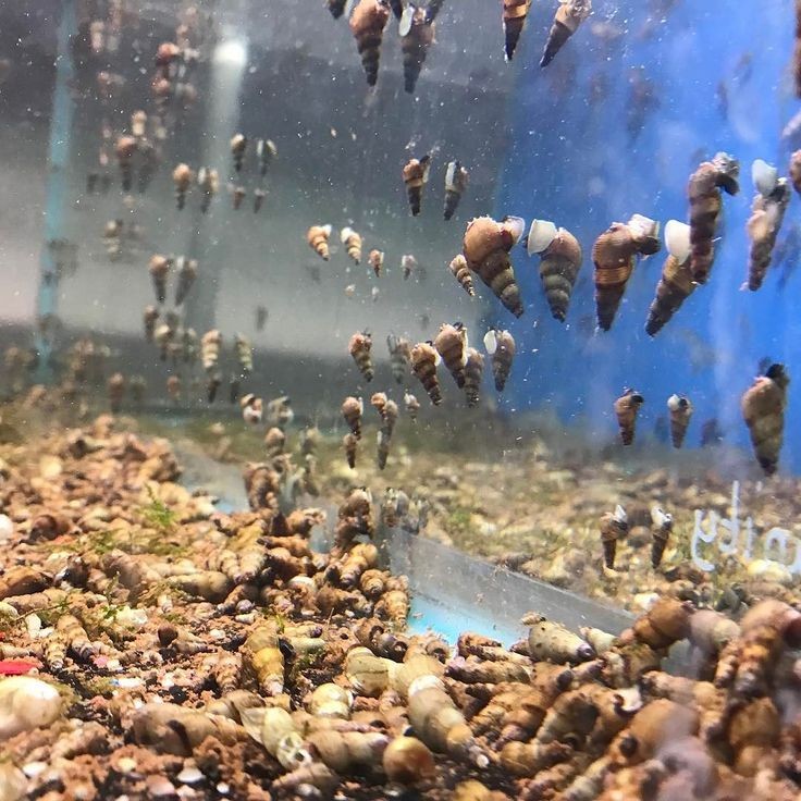 Femanga Wurzel Aktiv priemonė akvariumo sraigėms planarijoms ir hidroms 250 ml nuo sraigių planarijų ir hidrų belsilt Femanga Wurzel Aktiv priemonė akvariumo sraigėms planarijoms ir hidroms 250 ml nuo sraigių planarijų ir hidrų