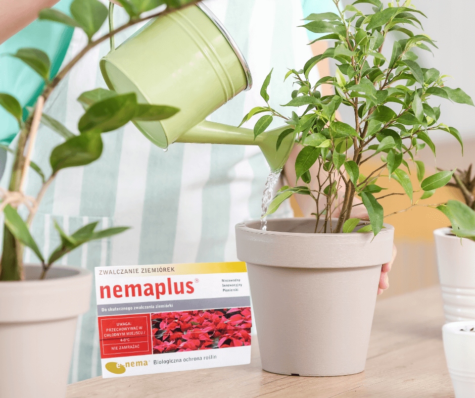 Nemaplus nematodai nuo grybininių uodelių lervų 3 mln iki 6 m² belsilt Nemaplus nematodai nuo grybininių uodelių lervų 3 mln iki 6 m²
